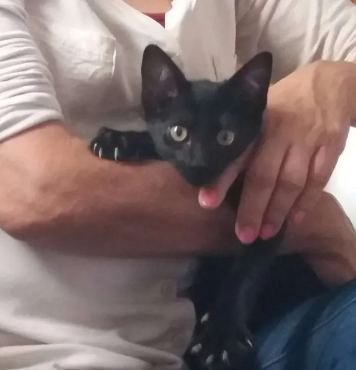 Gato ra a srd idade 2 a 6 meses nome Pretinho Filhote