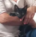 Pretinho Filhote