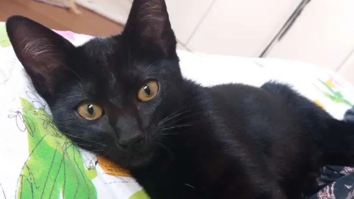 Gato ra a srd idade 2 a 6 meses nome Pretinho Filhote