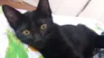Pretinho Filhote