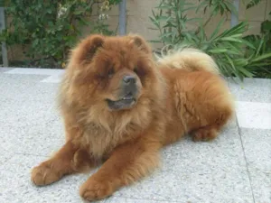 Cachorro raça Chow Chow idade 2 anos nome Zamis