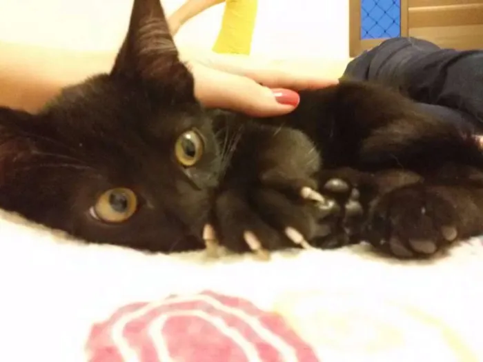 Gato ra a srd idade 2 a 6 meses nome Pretinho Filhote