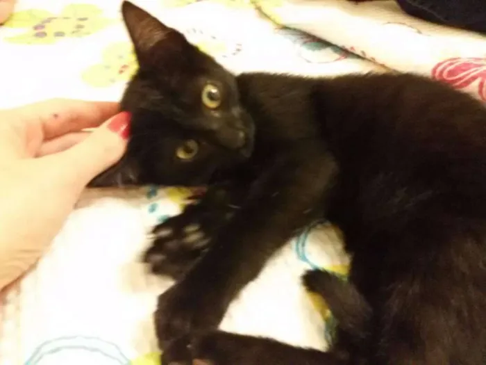 Gato ra a srd idade 2 a 6 meses nome Pretinho Filhote