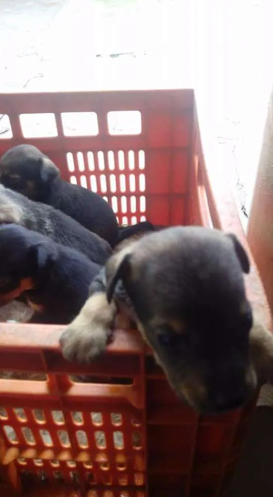 Cachorro ra a Indefinida idade Abaixo de 2 meses nome Recem nascidos sem n
