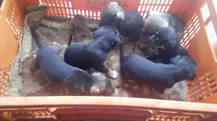 Cachorro ra a Indefinida idade Abaixo de 2 meses nome Recem nascidos sem n