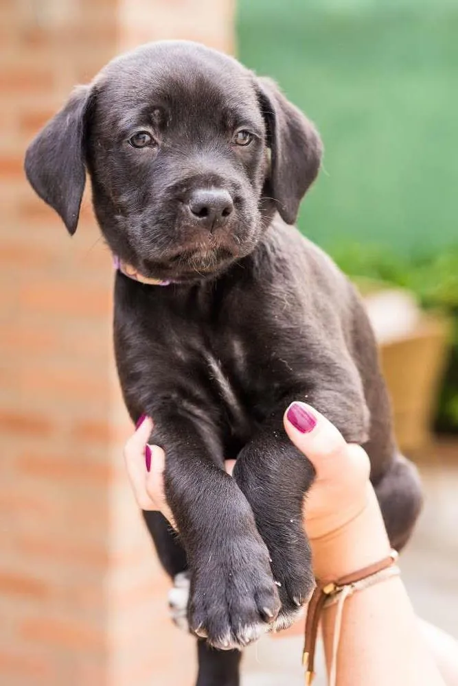 Cachorro ra a SRD idade Abaixo de 2 meses nome Roxinho