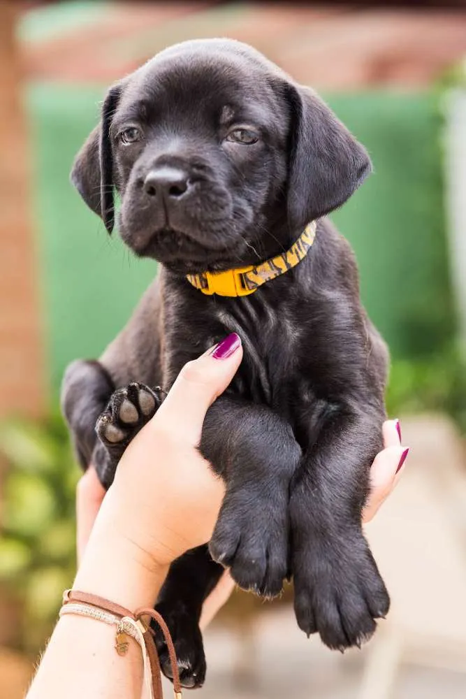 Cachorro ra a SRD idade Abaixo de 2 meses nome Amerelinho