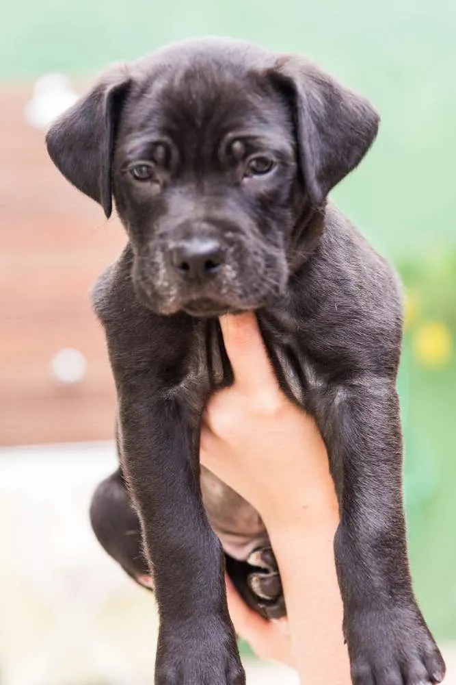 Cachorro ra a SRD idade Abaixo de 2 meses nome Marombinha