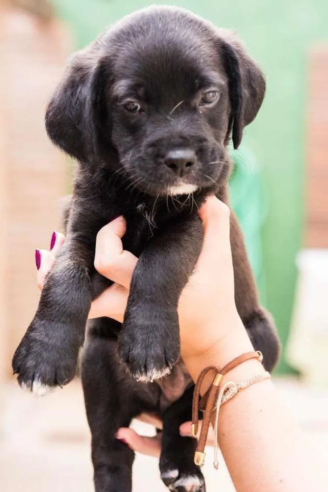 Cachorro ra a SRD idade Abaixo de 2 meses nome Fofinho