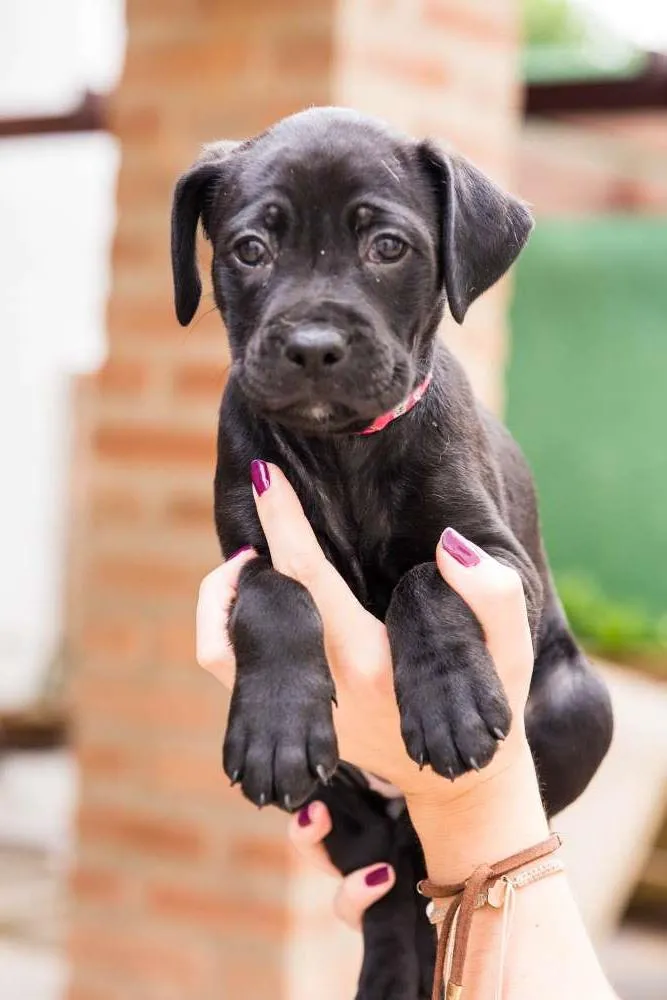 Cachorro ra a SRD idade Abaixo de 2 meses nome Mininoca