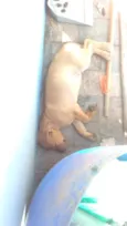 Cachorro raça Srd idade 2 a 6 meses nome Todos