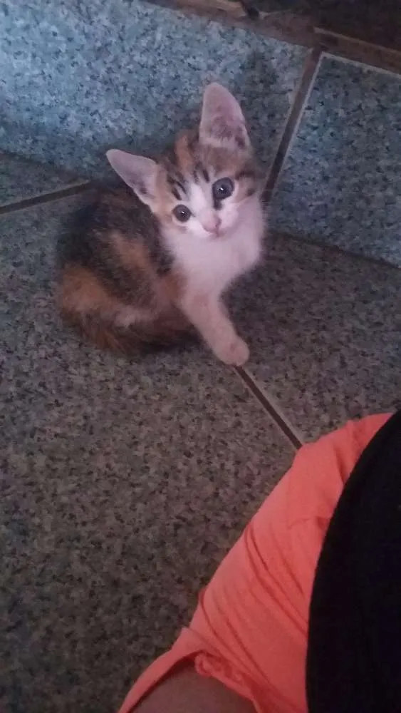 Gato ra a  idade Abaixo de 2 meses nome Sem nome
