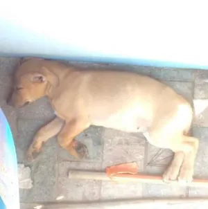 Cachorro raça Srd idade 2 a 6 meses nome Todos