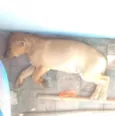 Cachorro raça Srd idade 2 a 6 meses nome Todos