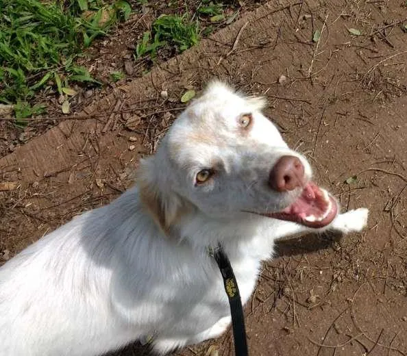 Cachorro ra a SRD idade 1 ano nome Billy