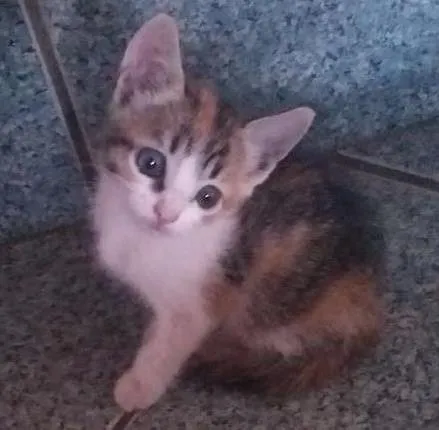 Gato ra a  idade Abaixo de 2 meses nome Sem nome