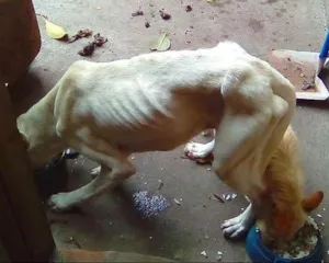 Cachorro raça whippet idade 4 anos nome thor