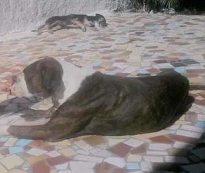 Cachorro raça boxer  idade 4 anos nome Ben 10 