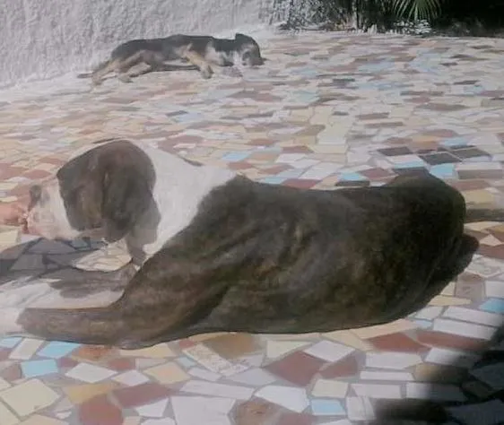 Cachorro ra a boxer  idade 4 anos nome Ben 10 