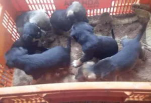 Cachorro raça Indefinida idade Abaixo de 2 meses nome Recem nascidos sem n