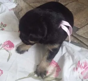 Cachorro raça vira lata idade Abaixo de 2 meses nome nao tem