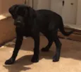 Bolt