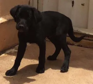 Cachorro raça Labrador idade 2 a 6 meses nome Bolt