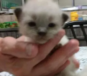 Gato raça Mestiços idade Abaixo de 2 meses nome Fofinhos