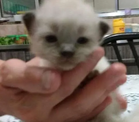 Gato ra a Mestiços idade Abaixo de 2 meses nome Fofinhos