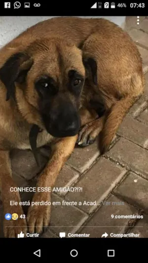 Cachorro raça Indefinido idade 5 anos nome Ted