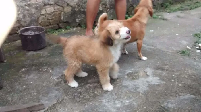 Cachorro ra a Vira lata  idade 2 a 6 meses nome Spaik