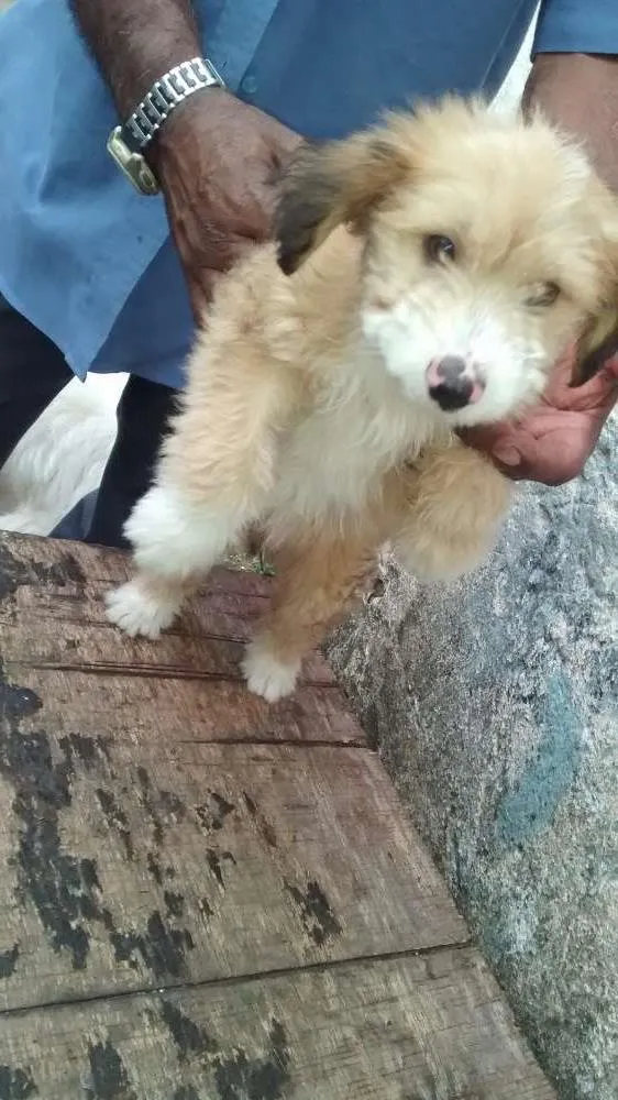 Cachorro ra a Vira lata  idade 2 a 6 meses nome Spaik