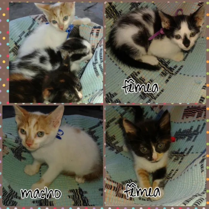 Gato ra a SRD idade Abaixo de 2 meses nome Anjinhos