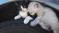 Filhos da Nina