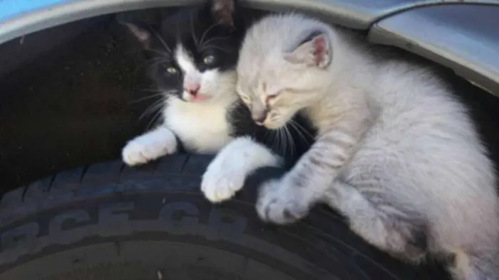 Gato ra a  idade Abaixo de 2 meses nome Filhos da Nina