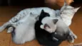 Filhos da Nina