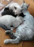 Filhos da Nina