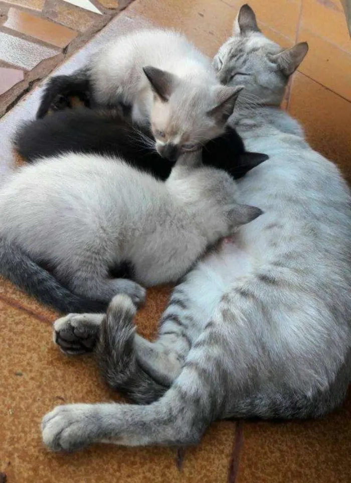 Gato ra a  idade Abaixo de 2 meses nome Filhos da Nina