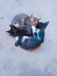 Gatos