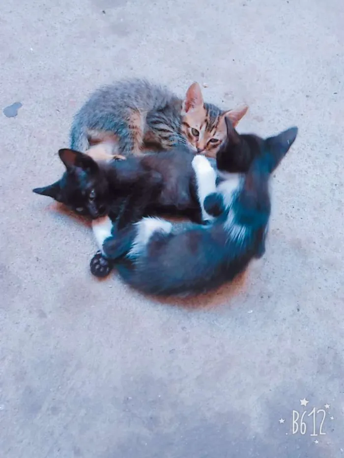 Gato ra a Não definida idade Abaixo de 2 meses nome Gatos