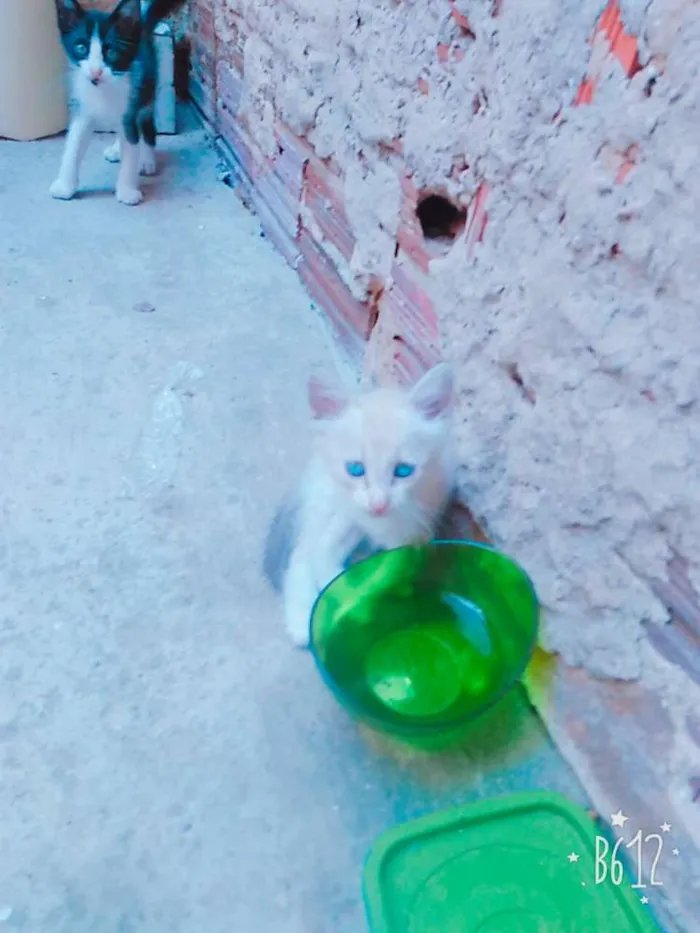 Gato ra a Não definida idade Abaixo de 2 meses nome Gatos