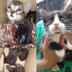 Gato raça SRD idade Abaixo de 2 meses nome Filhotes Fofos