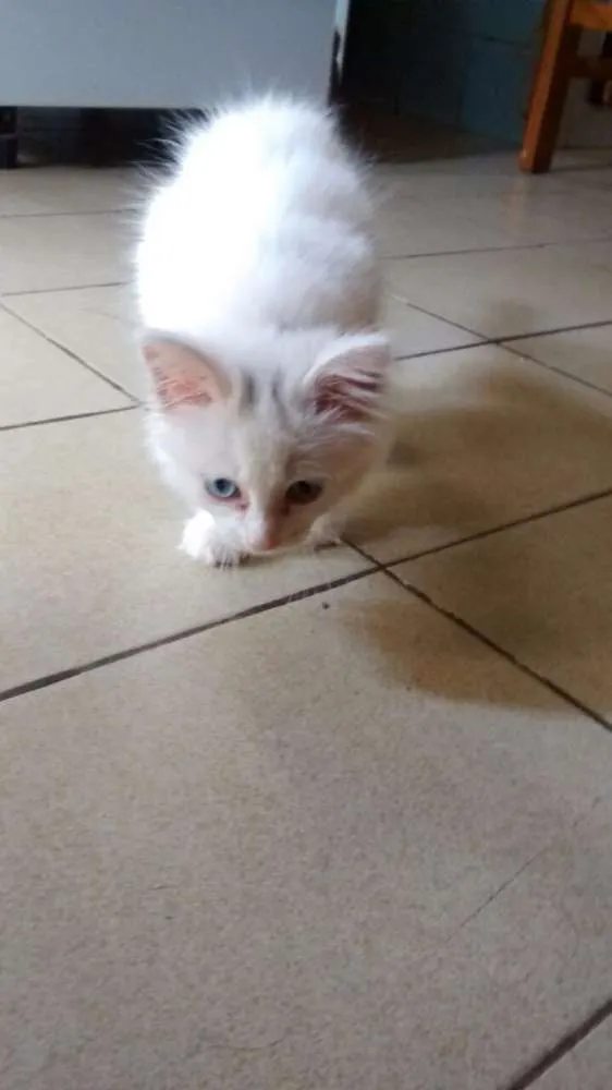 Gato ra a SRD idade 2 a 6 meses nome HILLARY