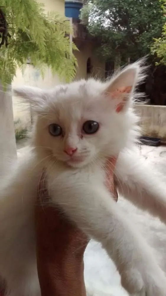 Gato ra a SRD idade 2 a 6 meses nome HILLARY