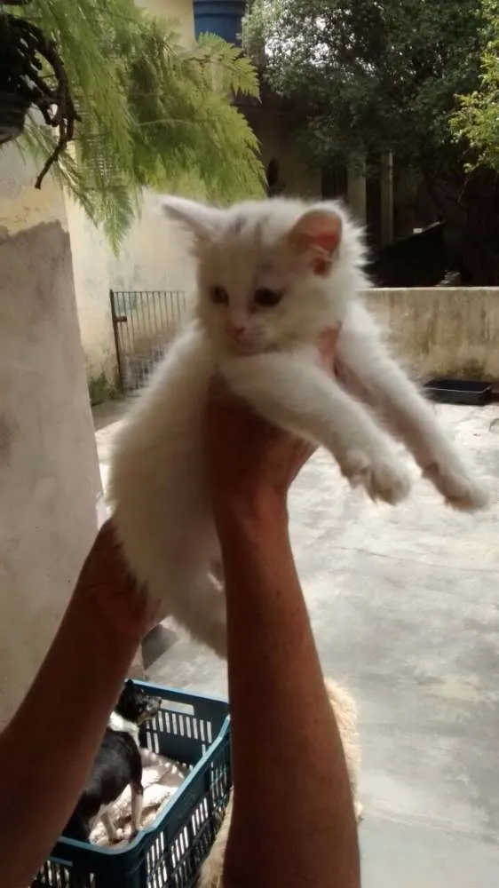 Gato ra a SRD idade 2 a 6 meses nome HILLARY