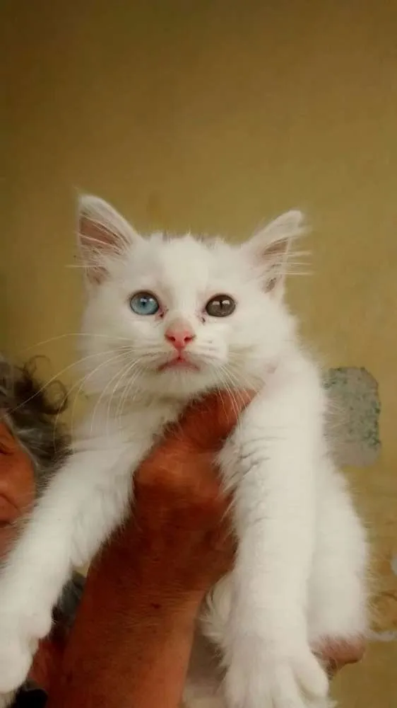 Gato ra a SRD idade 2 a 6 meses nome HILLARY