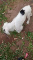 BRANQUINHA