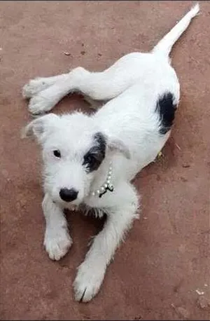 Cachorro raça SRD idade 2 a 6 meses nome BRANQUINHA