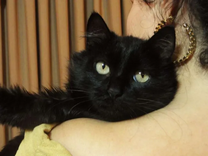 Gato ra a SRD idade 1 ano nome Yves
