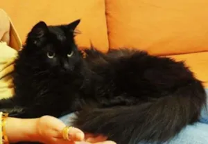 Gato raça SRD idade 1 ano nome Yves